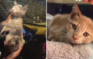 Chester, Orange Tabby, Rescue, TNR, Adoption, Before&After