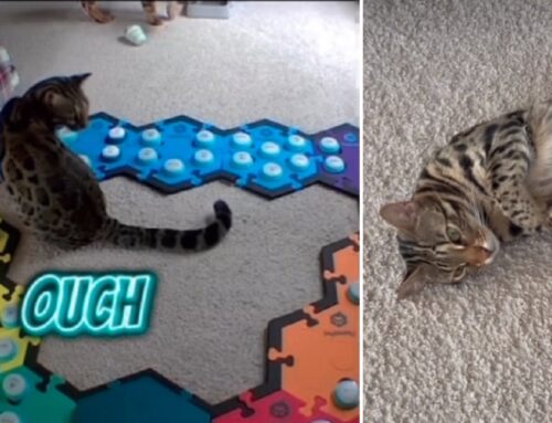 Flounder the Cat Has a LOT to Say Using Her Buttons to Train Her Humans