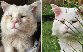 Prince Louis the Cat, Entropion, Maine Coon, Royalty, Comeback, Adoption