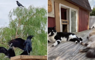 Cats & Crows