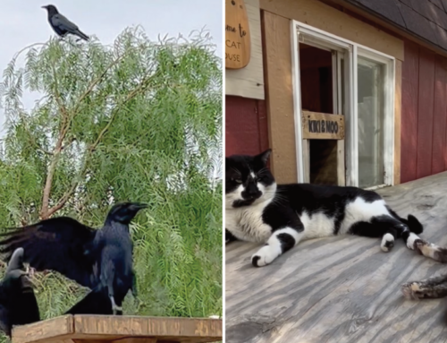 Strays MooMoo & Kiki Find Comfort in Loving Friends; They’ve Even Got Their Own Crow Army to Protect Them!