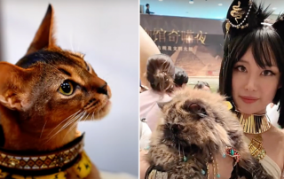 Shanghai, China, Museum exhibit with ancient Egyptian cats from Saqqara, people could bring their cats to the museum, Bastet, Bast, Egyptian Goddesses, New York City vlogger Kira, TheArtRevival with Kira, The Meow of Museum Night, Meow Night, Sekhmet, Neith, Mafdet, Hathor, Wadjet,