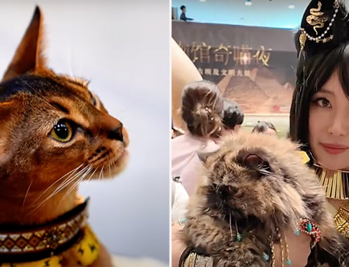 Museum’s ‘Meow Night’ Allowed Cats to View Ancient Egyptian Felines in Shanghai!