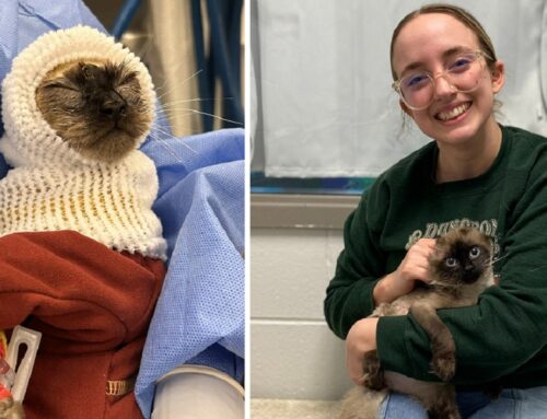 HAPPY UPDATE on Joffrey the Kitten, Recovering After Being Set on Fire