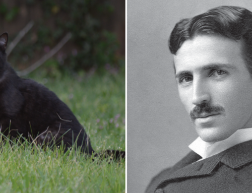 The Cat Who Inspired The Genius