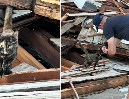 Hurricane Milton Destroys Business, But Tiny Kitten Saved From Rubble Helps Heal Their Hearts