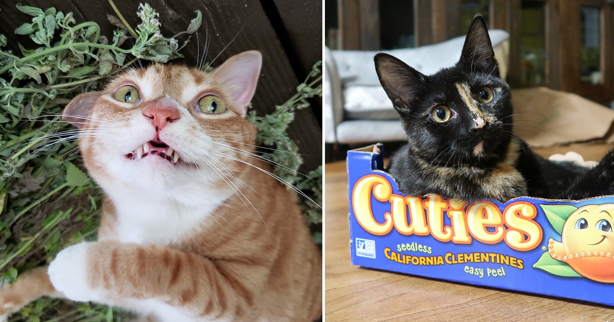 do cats like the smell of cigarettes Cool for How to get rid of