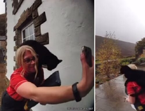 Ring Camera Captures Delivery Woman Being Detained by Cat in the Most Welcoming Way