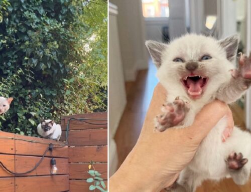 Abandoned Bonded Family of Gorgeous Felines Have a Sour, But Adorably Sweet Side.