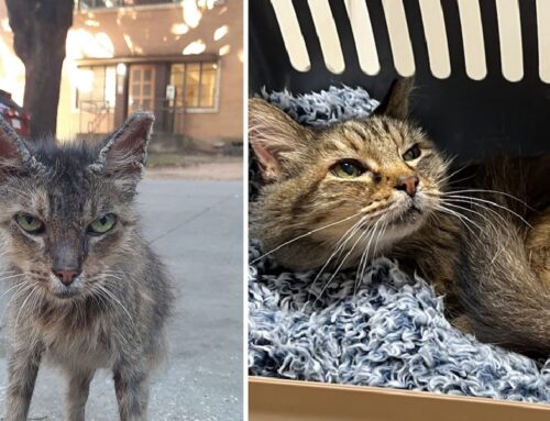 The Stunning Transformation of Miko, The Sweet Feline From Huge Texas Cat Colony