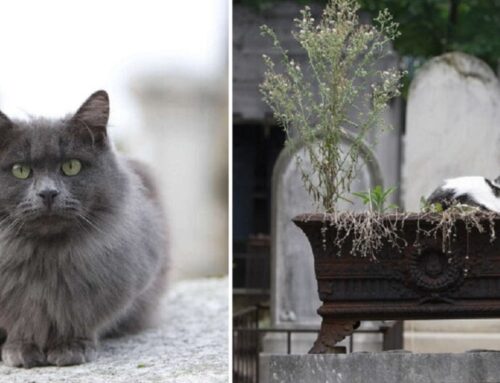 Stunning Cats Call Montmartre Cemetery Their Peaceful Sanctuary