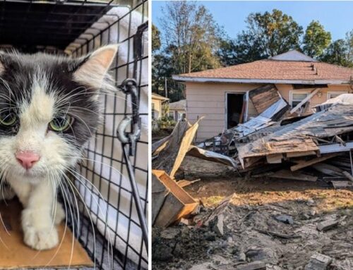 911 Employees’ Home Hit by Hurricane Helene While at Work; Family Cats Thankfully Escape and Were Soon Reunited