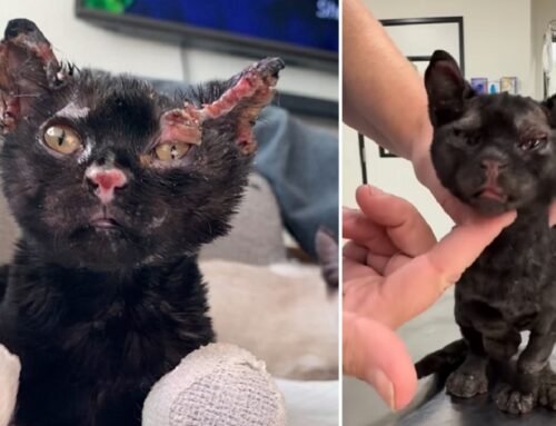 Nine Week Old Kitten Named Toast, Pulled From Fire Just In Time Now Healing in Foster Care