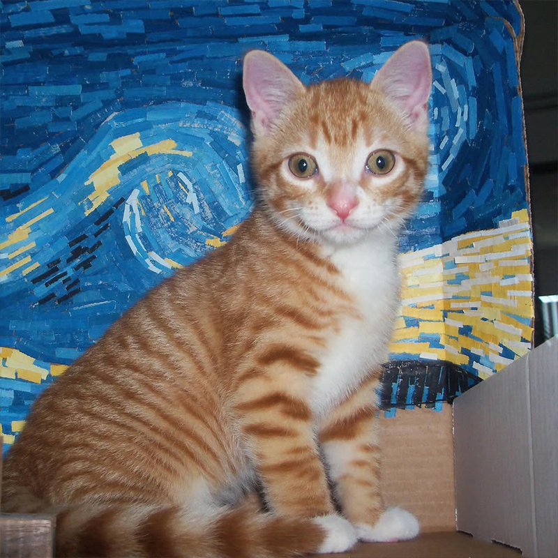 Baby Marmalade, Cole and Marmalade, Kitten with a Van Gogh Starry Night painting in the background