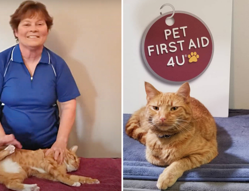 Brush Up on Cat CPR with Pet Safety Cat Casey