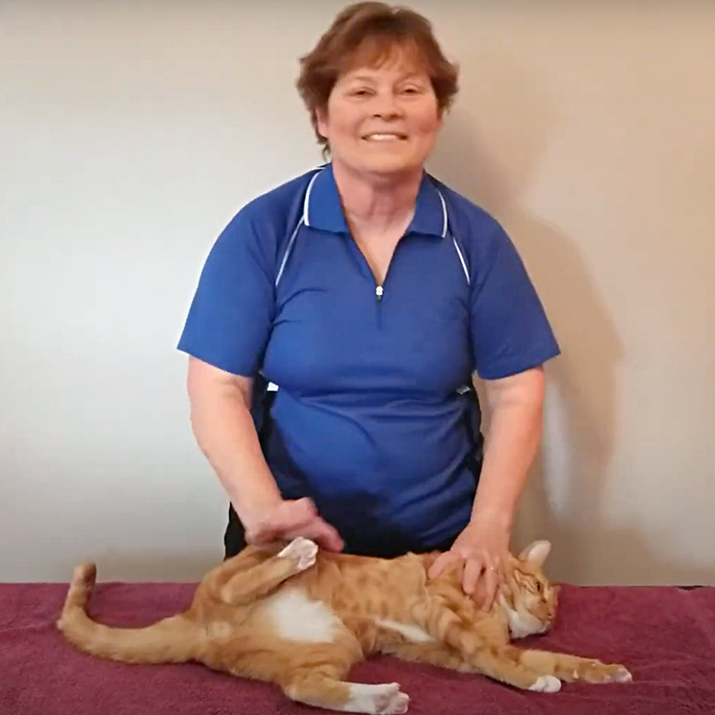 Cat CPR with Arden Moore and Casey the orange cat, 2