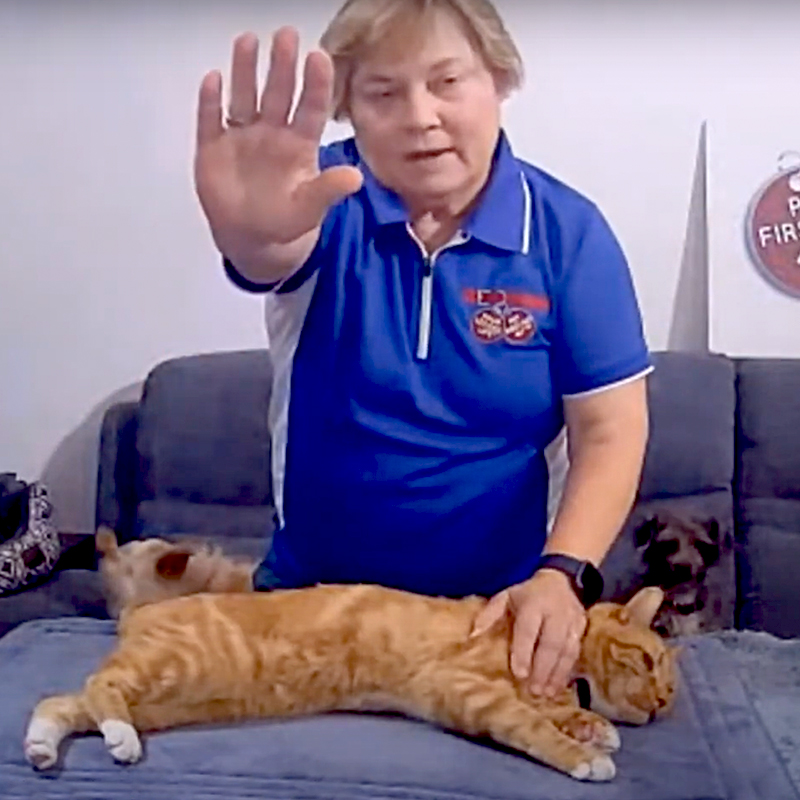 Cat CPR with Arden Moore and Casey the orange cat, more recent