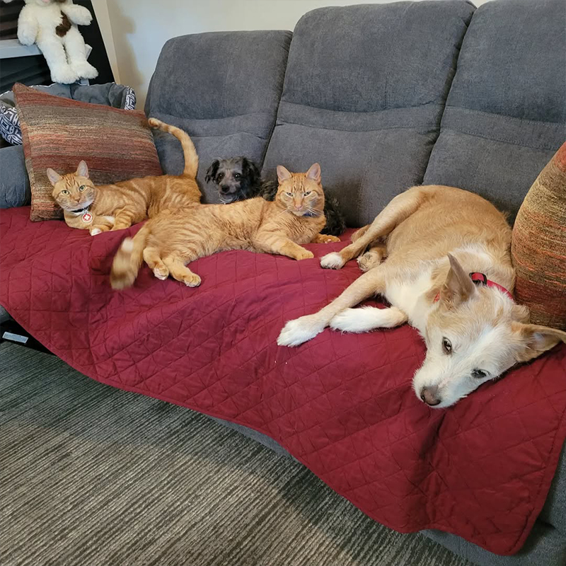 Looks like Kona, Emma, Rusty and Casey are giving the new reclining sofa in Ard's Den a big paws up! Hey, save a spot for me!