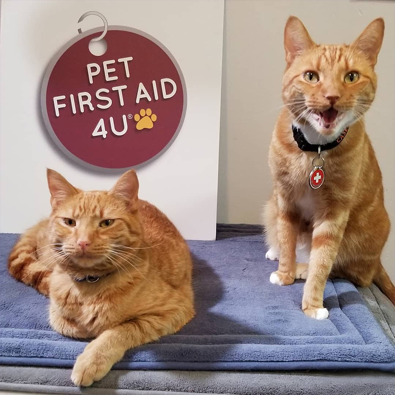 Pet First Aid 4U image from Instagram/ardenknowspets, Rusty and Casey