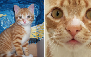 Marmalade Gene, coat pattern, coat color, orange tabby, orange tabbies, Cole and Marmalade, Cat Man Chris, Clarence Cook Little, ARHGAP36, melanin, melanocytes, ancient Egypt, common ancestor, mummies, theophanies, DNA, genetics