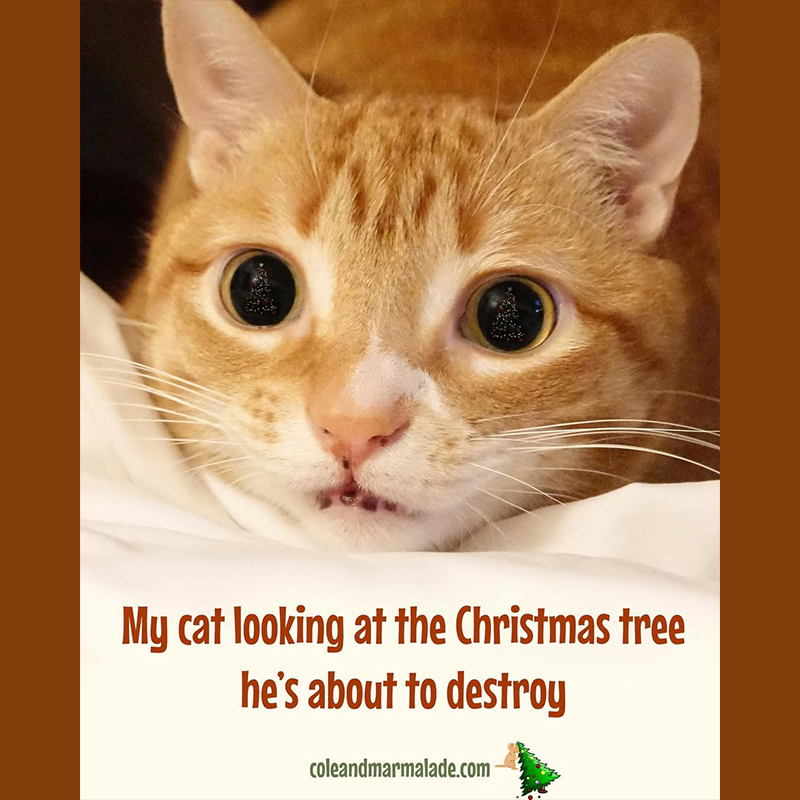 Marmalade Gene, coat pattern, coat color, orange tabby, orange tabbies, Cole and Marmalade, Cat Man Chris, Clarence Cook Little, ARHGAP36, melanin, melanocytes, ancient Egypt, common ancestor, mummies, theophanies, DNA, genetics, Christmas meme