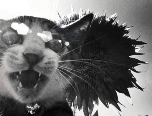 Photographer ‘Became a Cat’ Through the Eyes of His Feline Muses