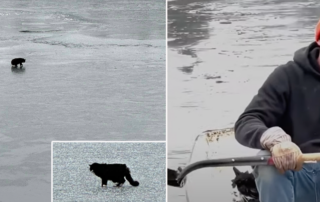 20-year-old blind cat Tiki, Nabnasset Pond, Westford, Massachusetts, Dawn Felicani, Nate Puza and Chris Seymour, frozen pond, cat with hypothermia, rowboat, rescue from the ice, Westford Animal Control, blind cat,