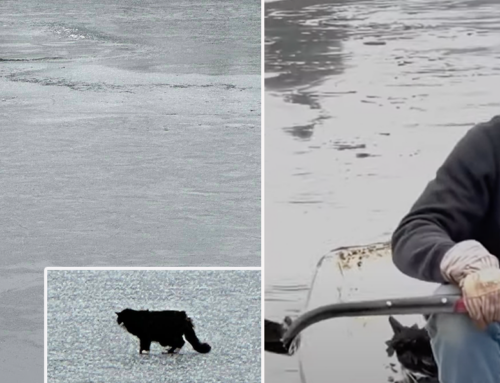 Dramatic Rescue of Tiki the Senior Blind Cat Who Was Sinking On a Frozen Pond