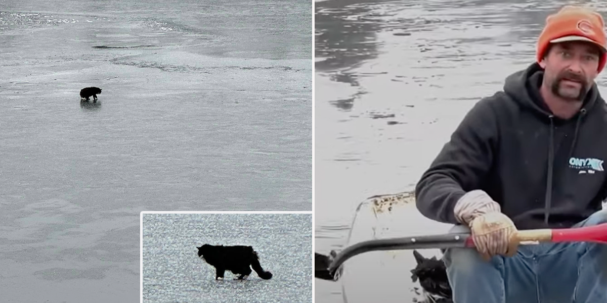 20-year-old blind cat Tiki, Nabnasset Pond, Westford, Massachusetts, Dawn Felicani, Nate Puza and Chris Seymour, frozen pond, cat with hypothermia, rowboat, rescue from the ice, Westford Animal Control, blind cat,