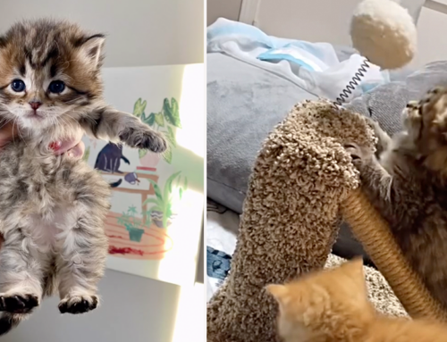 Fluffy Dreidel the Torbie Kitten’s Cuteness and Antics are Over The Top!