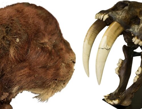 The First of Its Kind! Three Week Old Mummified Saber-Tooth Cat Found Dates Back 35,000 Years