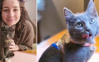 Shauna Sanchez, Cheshire Cat Rescue and Sanctuary, Nash, tube feeding a kitten found with a broken and dislocated jaw, Mullica Hill, New Jersey, realigning a kitten's jaw, wired shut, wet food feeding for kitten,