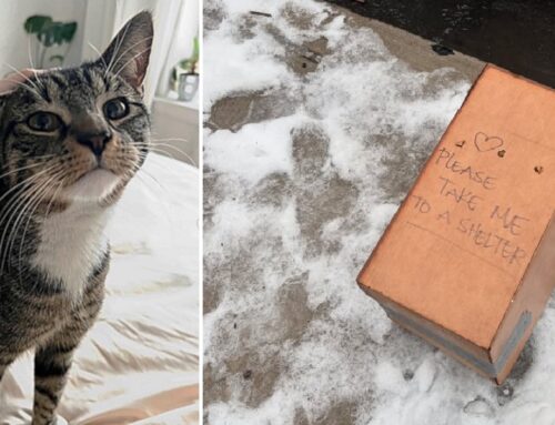 “Please Take Me To A Shelter” Reads Flimsy Box Holding Terrified Cat Left on the Cold NY Winter Streets