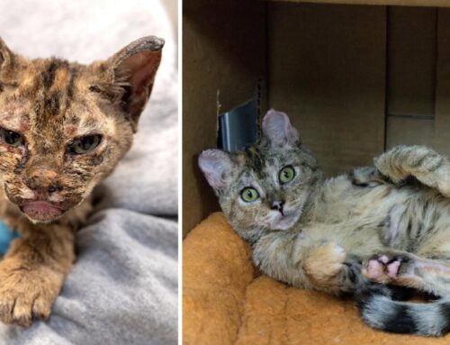 From Tragedy to Triumph, One Cat Finds Love After Being Discovered in the California Ashes