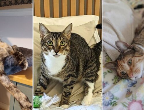 Trio of Foster Cats Find Love in Each Other; Now, Can They Find a Home Together?