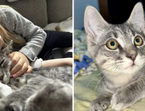 There’s No Denying Obi-Wan the Kitten Choose the Right Family to Adopt Him