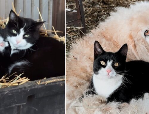 Two Rescued Barn Cats Find Comfort in Unexpected Bond With Ranch Animals and Each Other