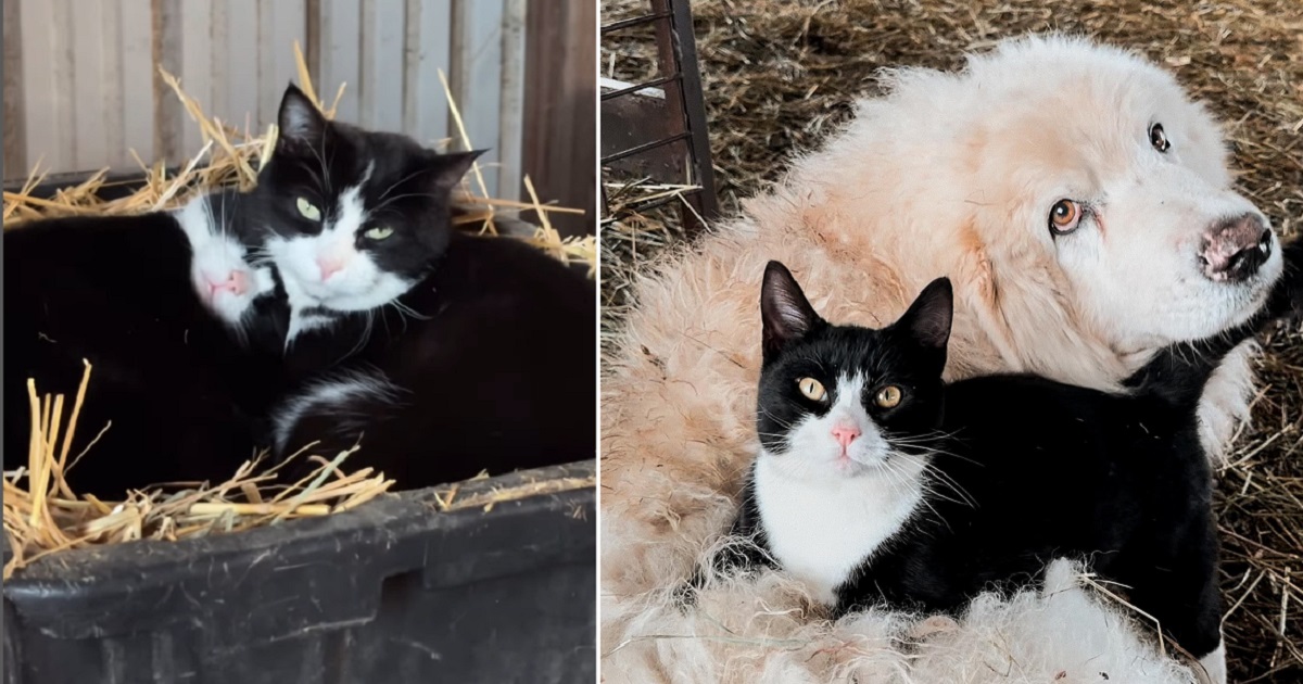 Two Rescued Barn Cats Find Comfort in Unexpected Bond With Ranch ...