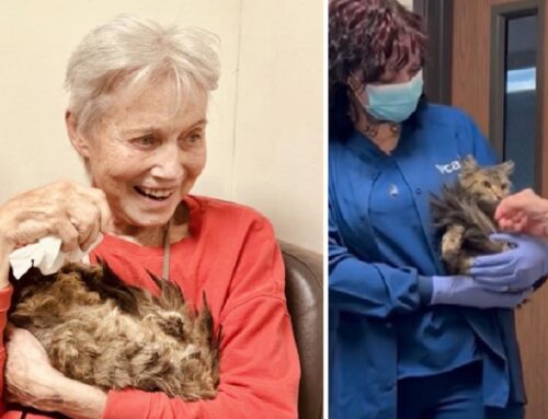 Women and Her Beloved Feline Aggie Reunited 2 Months After the Palisades Fire Destroyed Their Lives