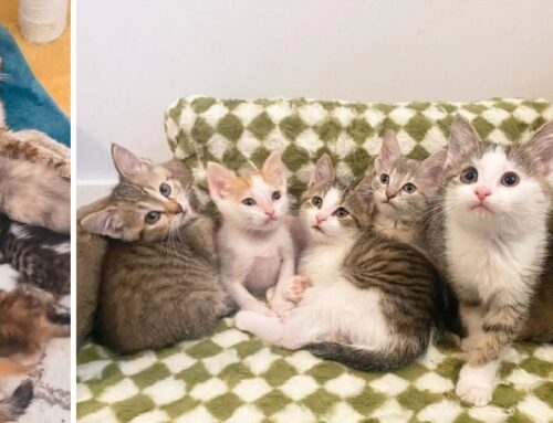 The Brady Bunch Litter Evicted From Their Home as Infants Find Strength in Each Other