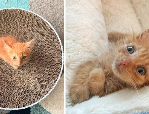 Mini Ginger Kitten Cheeto is Major Ginger Cat Energy in a Tiny Fluffy Package