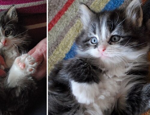 Fingle the Polydactyl Kitten Grabs Headlines Across the World with Ease