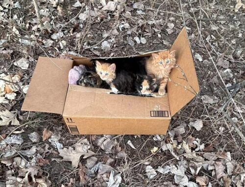 Abandoned Feline Family Found in Ohio Park Now Safe; Rescuers Have Important Message for The Responsible Party