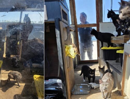Twenty-Three Cats Rescued From Boat in Florida Look Forward to Life on Land