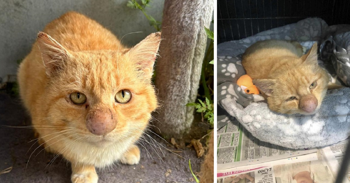 Dedicated to Helping Barney Bubble and His Mysterious, Never Seen Before, Nose - Cole & Marmalade