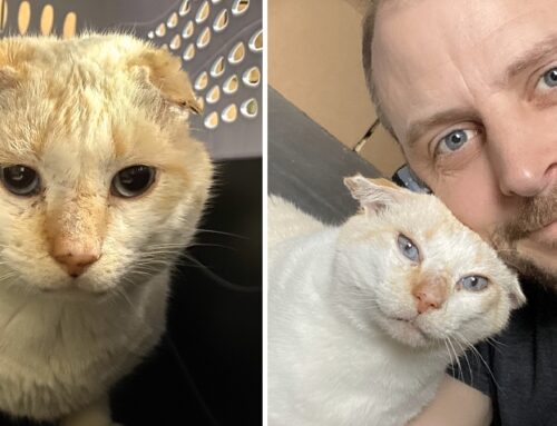 Feral to Family; Rescued ‘Blue Eyes’ Now Looks at Humans With Love Instead of Fear