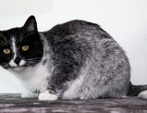 Rare Cat Coat Color “Salty Licorice” Only Found in Finland Feral Colonies