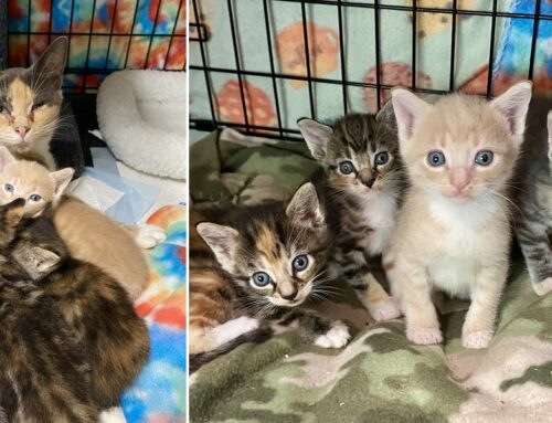 Treasure Discovered When Cat Mom and Her New Kittens Rescued from Crumbling Vintage Store