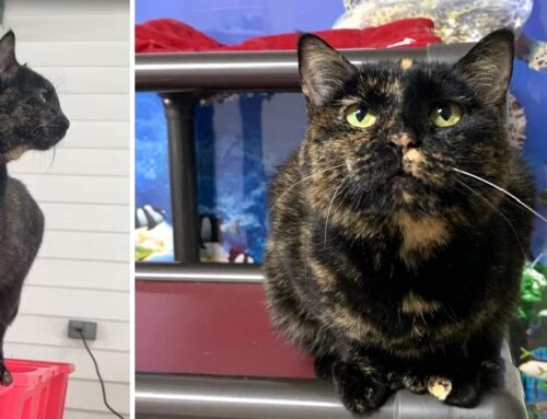 Polydactyl Tortie Abbey Road Rescued From Hoarding Situation Strolls Around Like the Queen She Is
