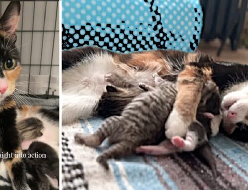 Rescued Cat Acorn Helps Abandoned Newborn Litter Without a Mom, Healing Herself Too